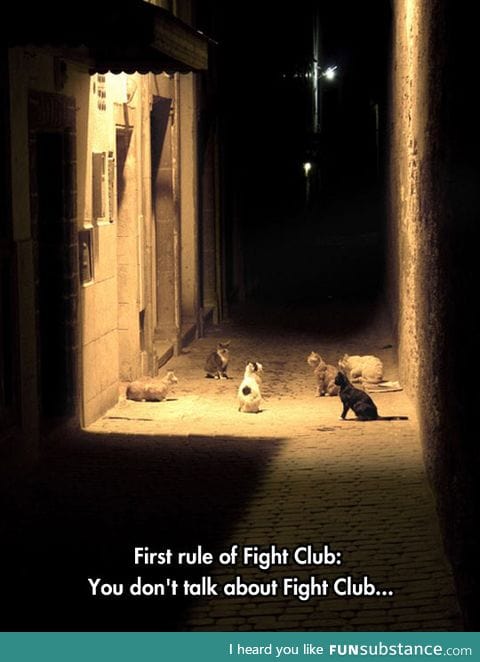 They have secret meetings at night