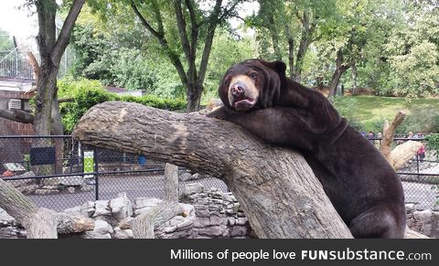 I found Confession Bear at the zoo today