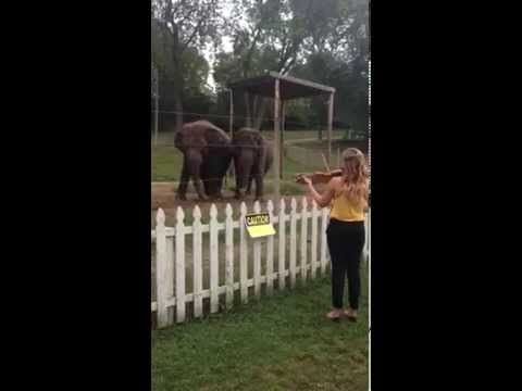 Watch These Elephants Dance To A Girl's Violin
