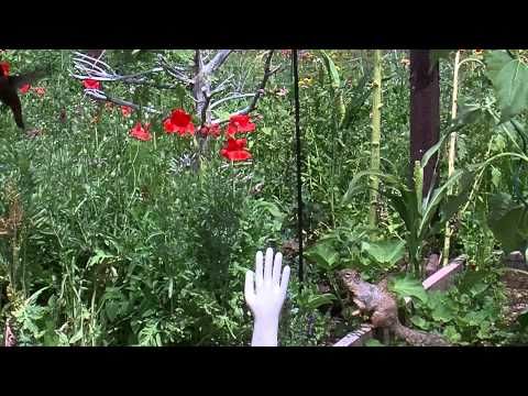 Squirrel Loves Stealing Food From A Bird Feeder, Here's How To Stop Him