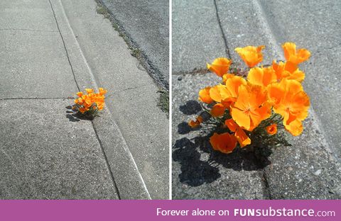 Flower blooming in Concrete