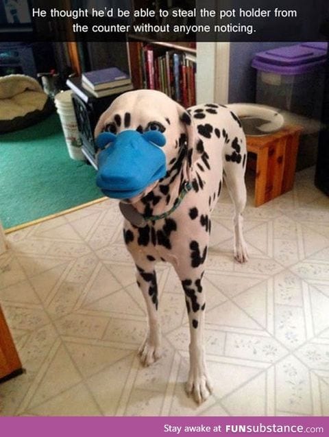 Behold- duckmatian!