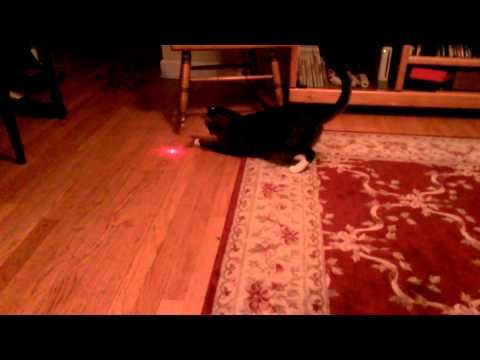 Cat With Laser Pointer On Head Has So Much Fun Chasing It