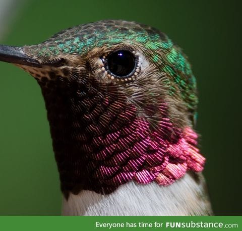 Close up look at a hummingbird's feathers