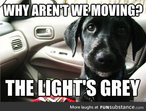 Dog problems