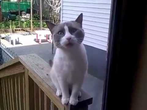 OMG! This Cat Has A Human Voice!