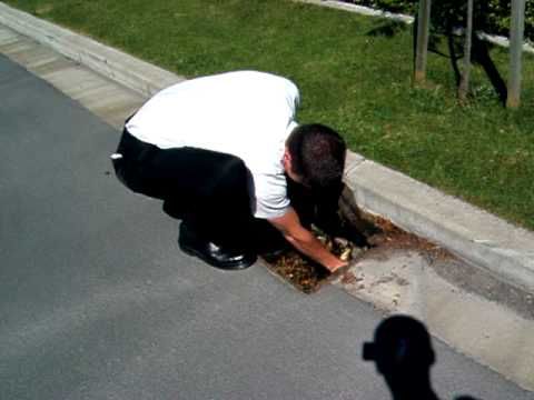 Saving A Gang Of Baby Ducklings