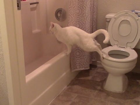 Funny Cat Discovers A Whole New Way To Poop