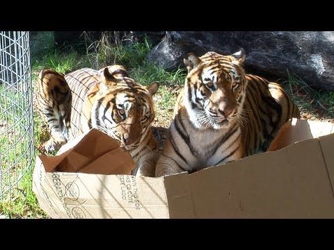 Big cats are still cats, and they like boxes too!