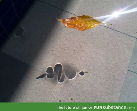 The shadow of this leaf in water