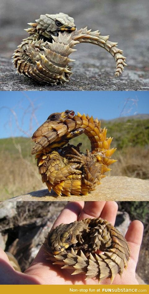 Armadillo lizard