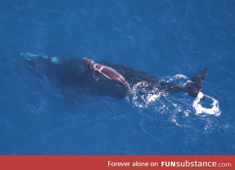 Just-born baby whale rests on his/her mother's back