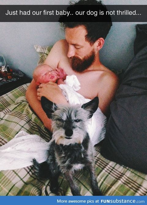 Dog is not thrilled