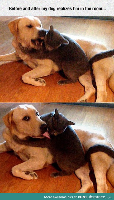 Being nice to the cat