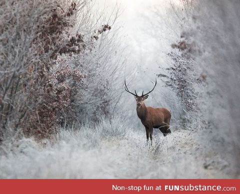 Cold Encounter - Deer in the morning frost