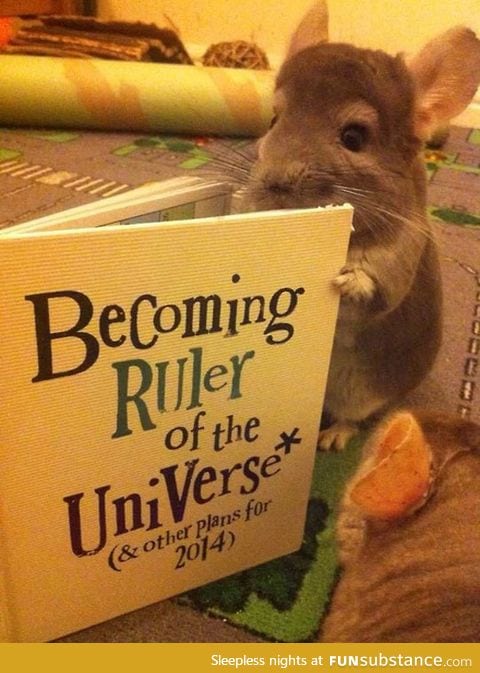 A chinchilla's evil plans