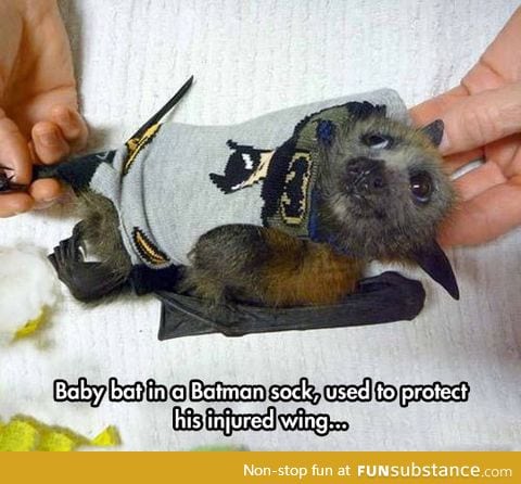 Baby batman bat
