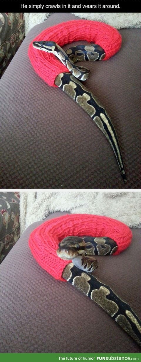 Snake wants to be warm