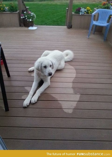 The dog slept through the rain and left an imprint on the deck