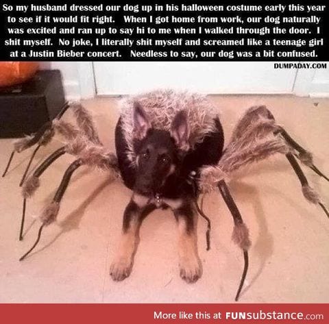 Does whatever a Spiderdog does