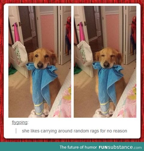 That is one happy dog
