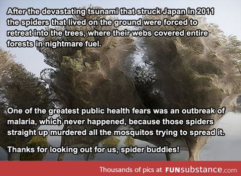 Spiders saved us from malaria