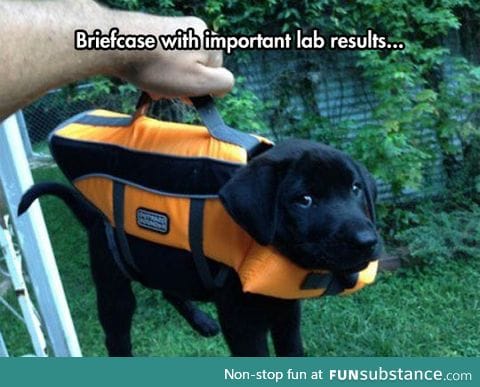 Lab results conclusive for cuteness