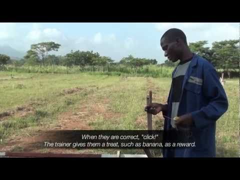 An army of Giant African Pouched Rats are clearing Mozambique's minefields