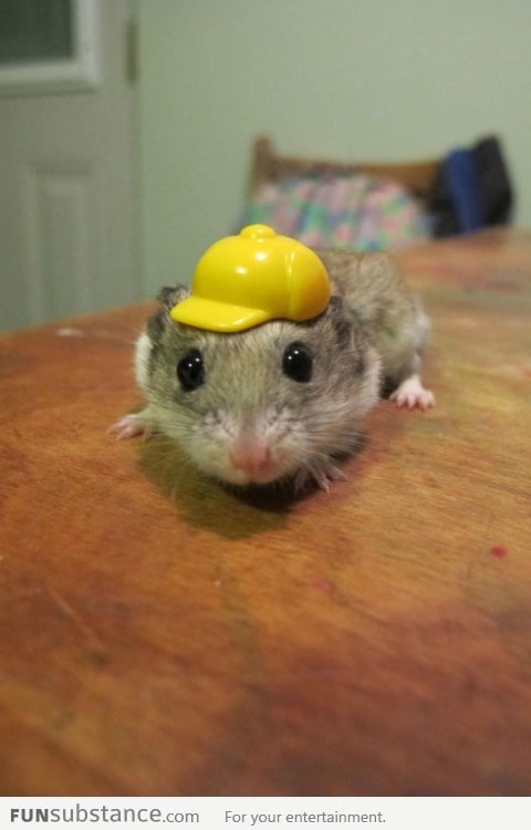 Cute hamster in a hard hat