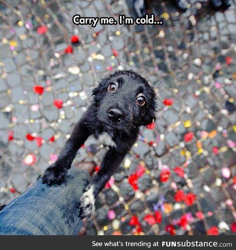 I would so pick him up and cuddle