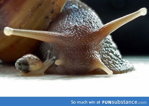 Just a baby snail with mom