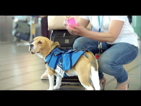 Dog Works at Airport Returning Passenger's Lost Items
