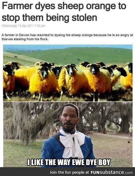 Dyed sheep