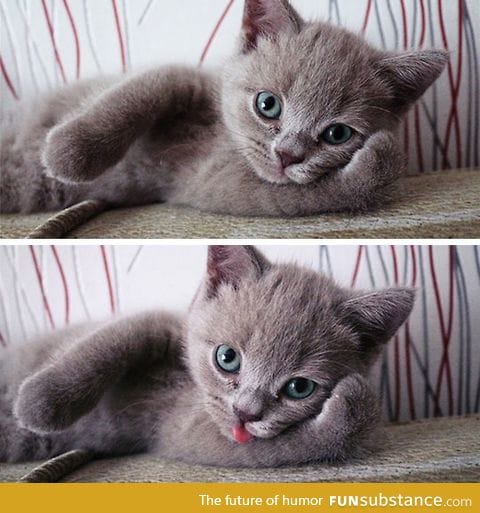The cutest little kitty