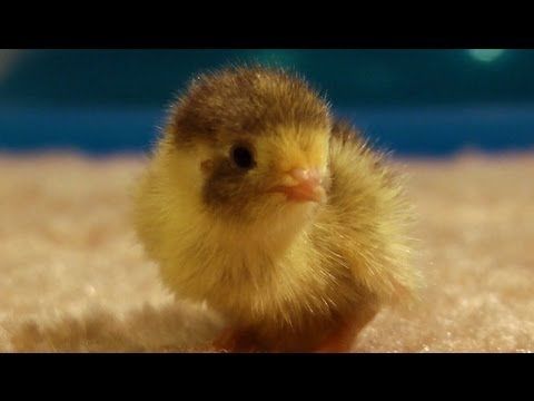 Lonely baby quail chick wants to be held ~ cuteness level 1 billion