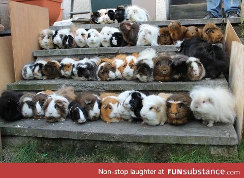 This looks like a senior class picture of guinea pigs