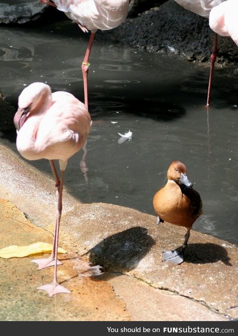 This duck is having an identity crisis