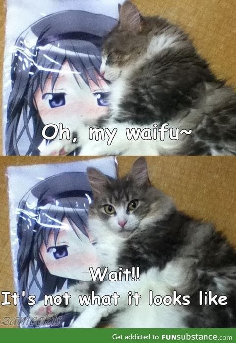 Oh waifu