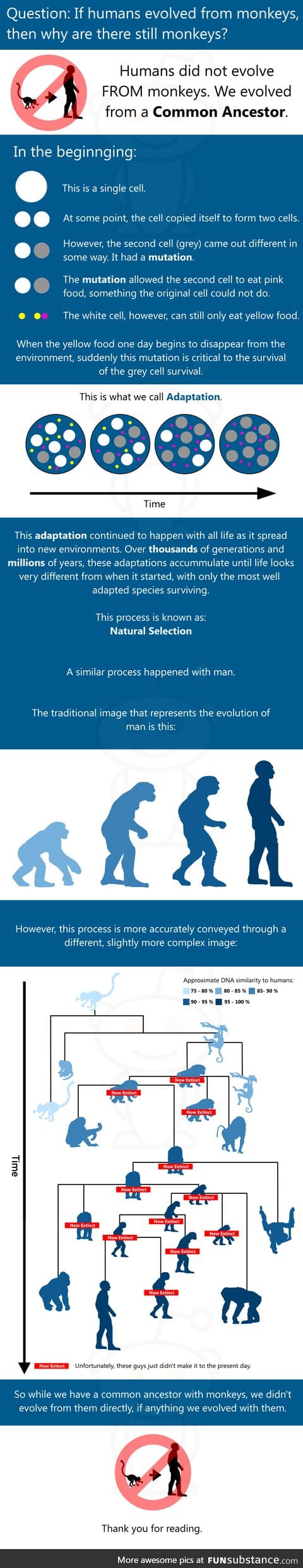 Evolution of humans