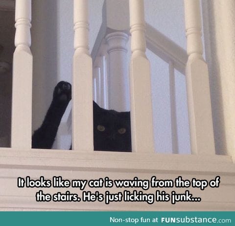 Hello human