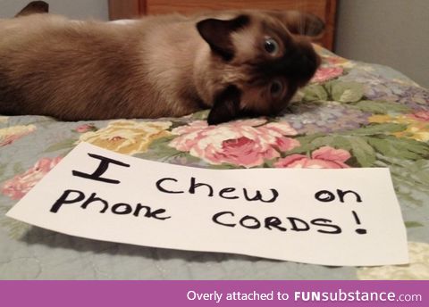 you didn't neeeeeeed that iPhone, right?