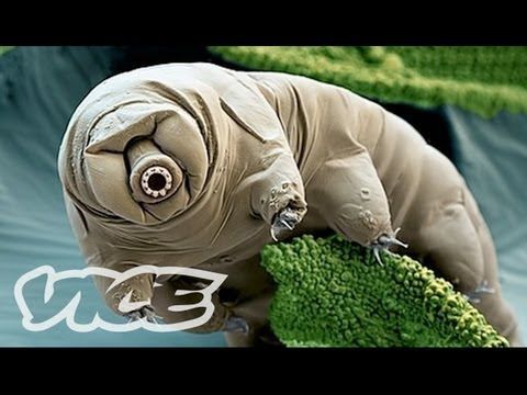 The first animal to survive in space