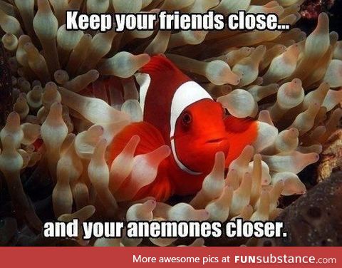 Nemo advice