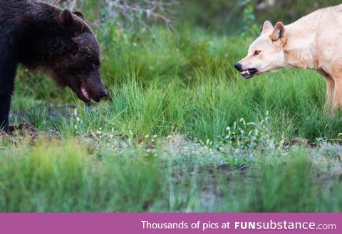 A bear and a wolf meet between the Finnish-Russian border. Photo by Thomas Mørch