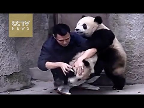 Cute Baby Pandas Don't Want To Take Their Medicine