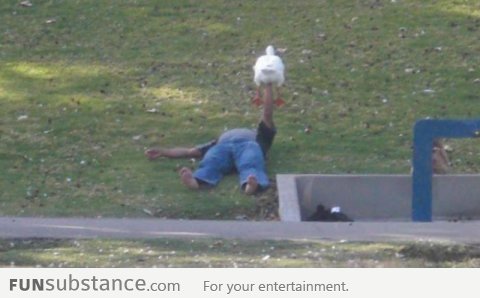 Just a homeless man bench pressing a goose