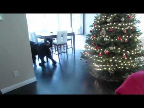 Dog Plays Hide And Seek With A Little Girl