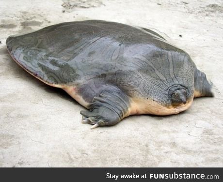 Narrow-headed soft shell turtle