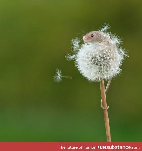 Tiny harvest mouse climbs a dandelion