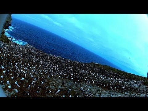 A bird stole a camera and took this cool footage